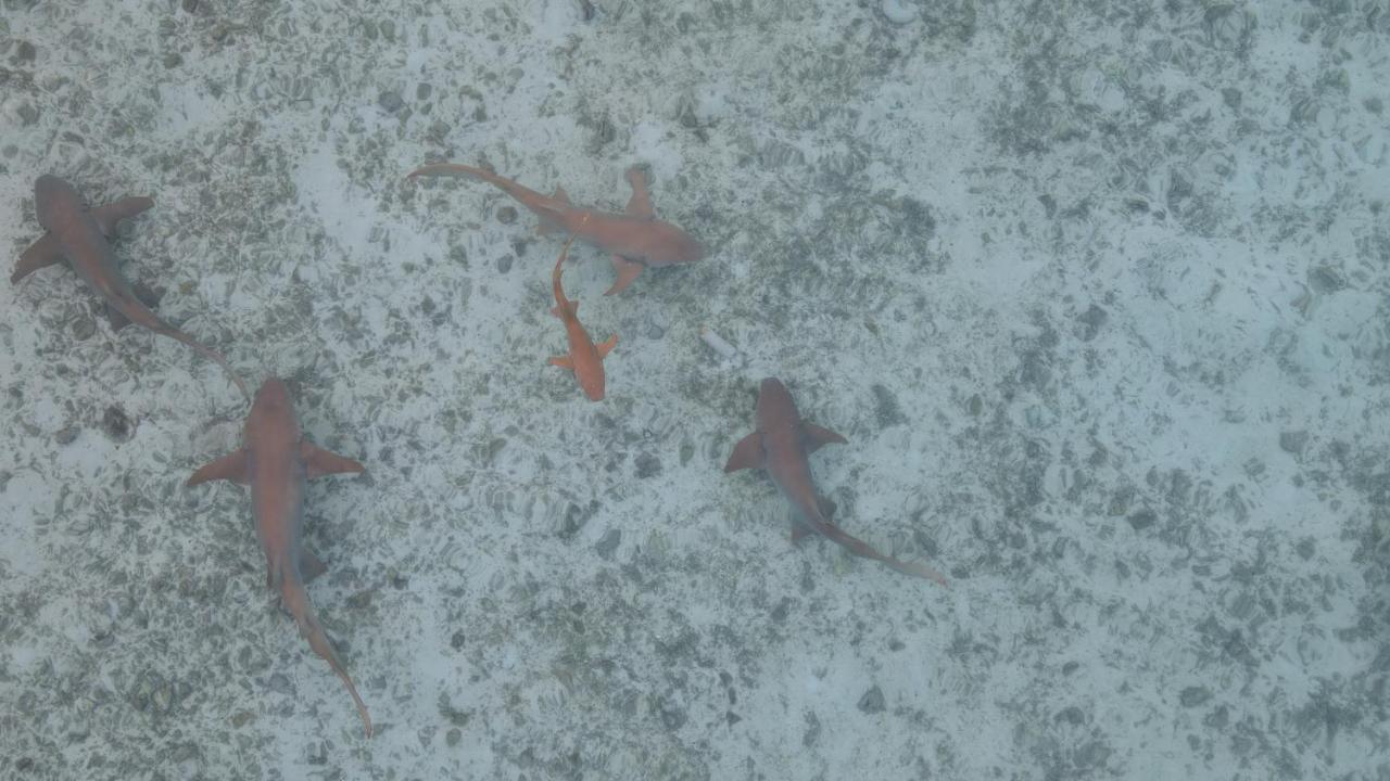 פלידהו Alimas Holiday Retreat Maldives מראה חיצוני תמונה